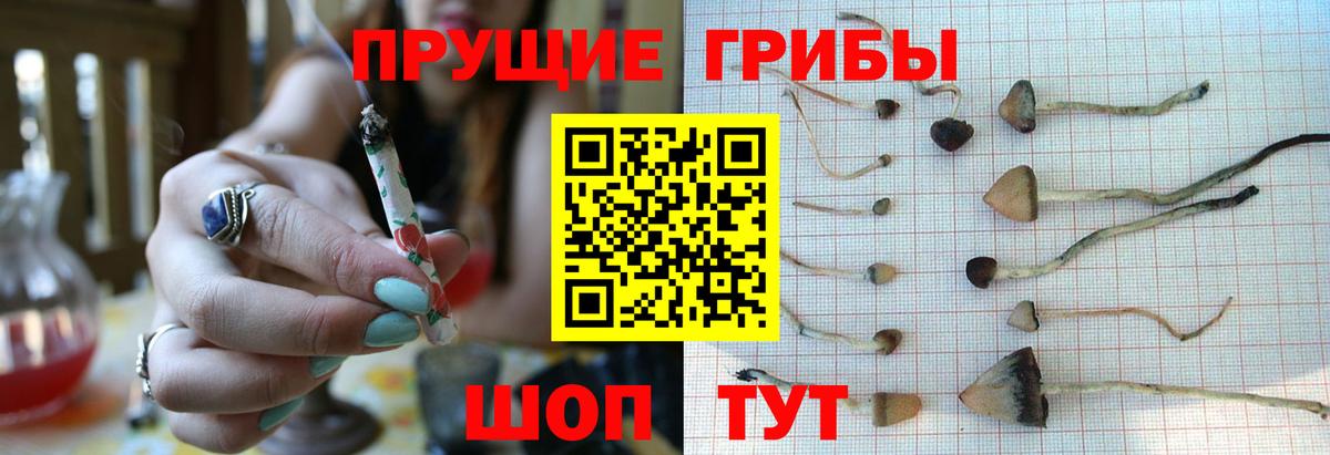 Псилоцибиновые грибы прущие грибы  Псилоцибиновые грибы Cubensis  где продают наркотики  Вход с VPN  Среднеуральск 
